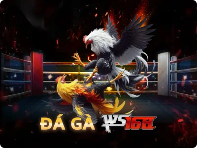 VK88  Đá Gà Livestream